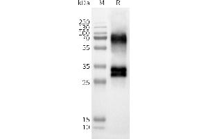 WB analysis of Human OR52D1-Nanodisc with anti-Flag monoclonal antibody at 1/5000 dilution, followed by Goat Anti-Rabbit IgG HRP at 1/5000 dilution (OR52D1 蛋白)