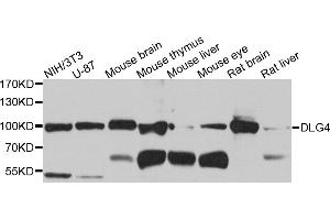 Western blot analysis of extracts of various cell lines, using DLG4 antibody (ABIN5975853) at 1/1000 dilution. (DLG4 抗体)