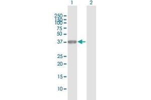 Western Blot analysis of POU6F1 expression in transfected 293T cell line by POU6F1 MaxPab polyclonal antibody. (POU6F1 抗体  (AA 1-301))