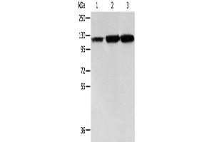Western Blotting (WB) image for anti-Heat Shock 105kDa/110kDa Protein 1 (HSPH1) antibody (ABIN2421693) (HSPH1 抗体)