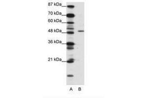 Image no. 1 for anti-Zinc finger protein ubi-d4 (DPF2) (N-Term) antibody (ABIN202412) (DPF2 抗体  (N-Term))