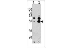 Image no. 1 for anti-Vascular Endothelial Growth Factor A (VEGFA) (N-Term) antibody (ABIN358811) (VEGFA 抗体  (N-Term))