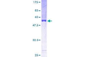 PDCL3 Protein (AA 1-239) (GST tag)