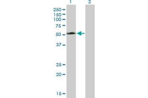 Western Blot analysis of TEX13A expression in transfected 293T cell line by TEX13A MaxPab polyclonal antibody. (TEX13A 抗体  (AA 1-409))