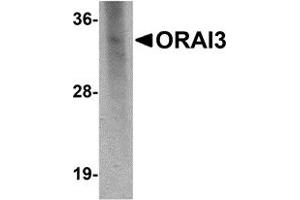 Western Blotting (WB) image for anti-ORAI Calcium Release-Activated Calcium Modulator 3 (ORAI3) antibody (ABIN1031801) (ORAI3 抗体)