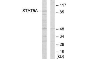 Western Blotting (WB) image for anti-Signal Transducer and Activator of Transcription 5A (STAT5A) (Internal Region) antibody (ABIN1849361) (STAT5A 抗体  (Internal Region))
