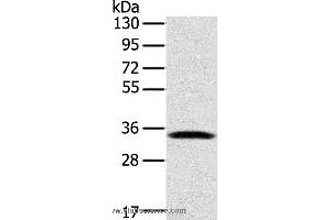 Western blot analysis of Mouse lung tissue, using STX11 Polyclonal Antibody at dilution of 1:400 (Syntaxin 11 抗体)