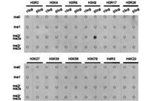 Western Blotting (WB) image for anti-Histone 3 (H3) (H3K9me2) antibody (ABIN1872998) (Histone 3 抗体  (H3K9me2))
