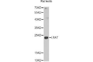 Western blot analysis of extracts of rat testis, using Lrat antibody (ABIN5974000) at 1/1000 dilution. (LRAT 抗体)