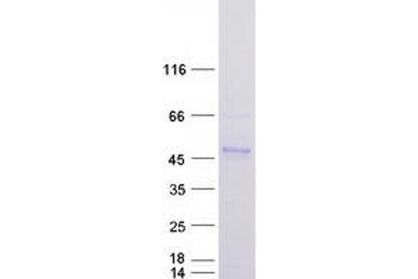 DNAJB11 Protein (Myc-DYKDDDDK Tag)