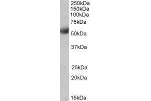 Western Blotting (WB) image for anti-Septin 4 (SEPT4) (Internal Region) antibody (ABIN2464749) (Septin 4 抗体  (Internal Region))