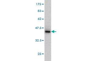 Western Blot detection against Immunogen (36. (PTPN4 抗体  (AA 361-460))