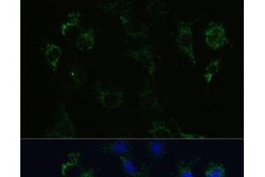 Immunofluorescence analysis of C6 cells using STX1A Polyclonal Antibody at dilution of 1:100 (40x lens). (STX1A 抗体)