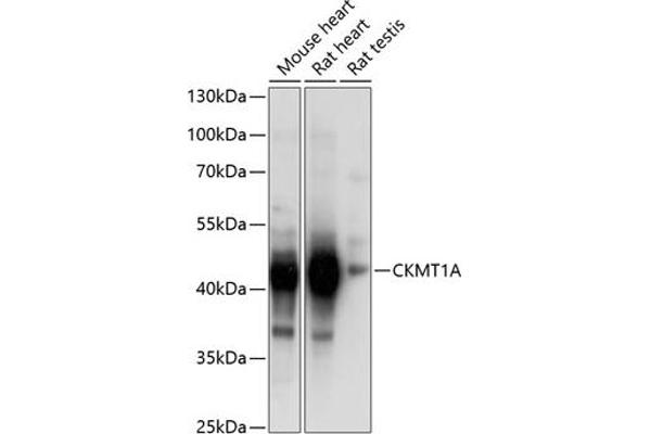 CKMT1A 抗体  (AA 258-417)