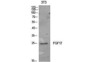 Western Blotting (WB) image for anti-Fibroblast Growth Factor 17 (FGF17) (Internal Region) antibody (ABIN3178900) (FGF17 抗体  (Internal Region))