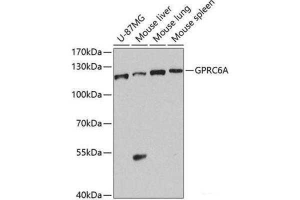 GPRC6A 抗体