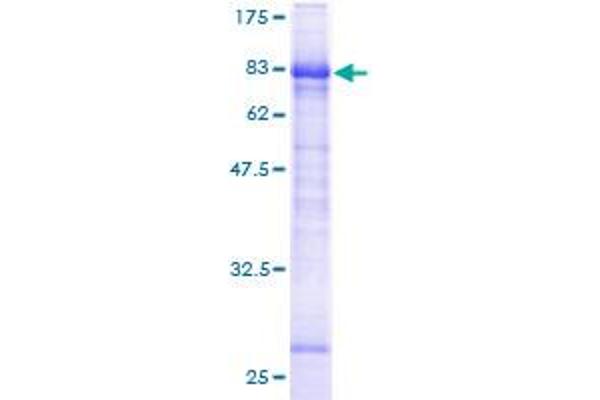 LTBR Protein (AA 31-435) (GST tag)