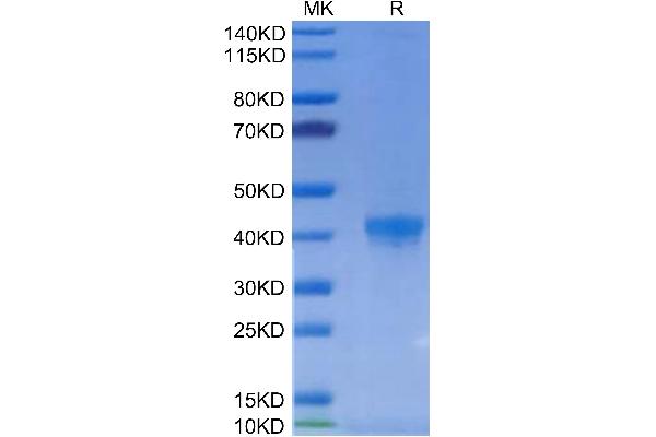 FGL2 Protein (AA 205-439) (His-Avi-DYKDDDDK Tag)