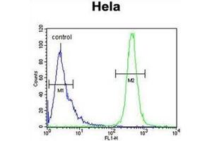 Flow cytometric analysis of Hela cells using IMP3 Antibody (C-term) Cat. (IMP3 抗体  (C-Term))