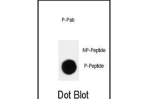 Dot blot analysis of anti-Phospho-p27Kip1- Antibody (ABIN389912 and ABIN2839741) on nitrocellulose membrane. (CDKN1B 抗体  (pThr198))