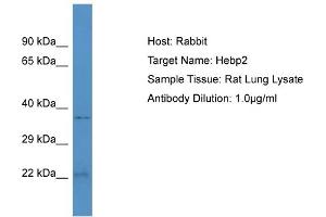 Host: Rabbit Target Name: HEBP2 Sample Tissue: Rat Lung Antibody Dilution: 1ug/ml (HEBP2 抗体  (N-Term))