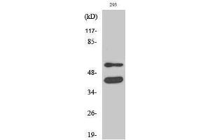 Western Blotting (WB) image for anti-Glycogen Synthase Kinase 3 alpha/beta (GSK3a/b) (Ser4520) antibody (ABIN3175440) (GSK3 alpha/beta 抗体  (Ser4520))