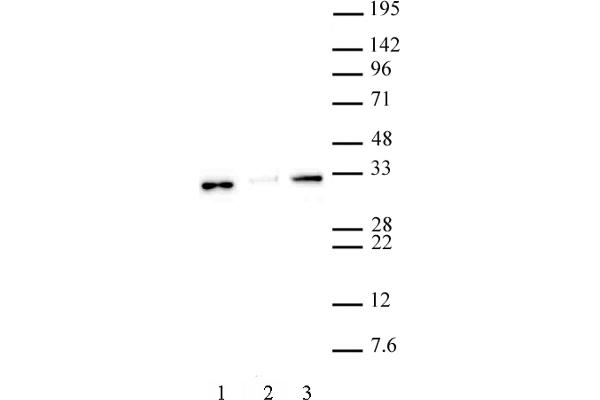 Histone H1 抗体  (N-Term)