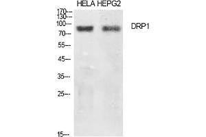 Western Blot analysis of Hela (1), HEPG2 (2), diluted at 1:500. (Dynamin 1-Like 抗体)