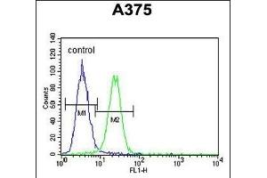 XRCC1 Antibody (Center) (ABIN651735 and ABIN2840381) flow cytometric analysis of  cells (right histogram) compared to a negative control cell (left histogram). (XRCC1 抗体  (AA 407-435))