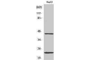 Western Blotting (WB) image for anti-CD83 (CD83) (Internal Region) antibody (ABIN3174278) (CD83 抗体  (Internal Region))