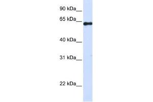 FAM116A antibody used at 1 ug/ml to detect target protein. (FAM116A 抗体  (Middle Region))