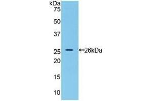 Detection of Recombinant BMP2, Rat using Polyclonal Antibody to Bone Morphogenetic Protein 2 (BMP2) (BMP2 抗体  (AA 49-243))