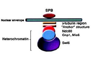 Image no. 2 for anti-Swi6 (AA 314-328) antibody (ABIN401300) (Swi6 (AA 314-328) 抗体)