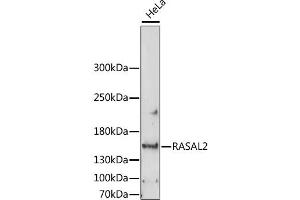 Western blot analysis of extracts of HeLa cells, using RASAL2 antibody. (RASAL2 抗体)