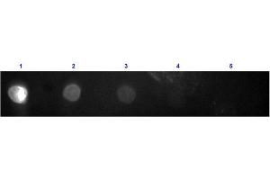 Dot Blot results of Goat F(ab')2 Anti-Rabbit IgG F(c) Antibody Texas Conjugated. (山羊 anti-兔 IgG (Fc Region) Antibody (Texas Red (TR)) - Preadsorbed)