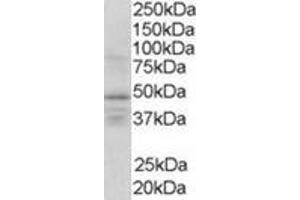 Image no. 1 for anti-Retinoid X Receptor, gamma (RXRG) (Internal Region) antibody (ABIN374479) (Retinoid X Receptor gamma 抗体  (Internal Region))