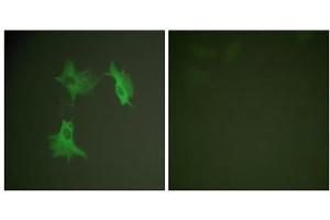 Immunofluorescence analysis of NIH/3T3 cells, using Tubulin alpha antibody. (alpha Tubulin 抗体  (C-Term))