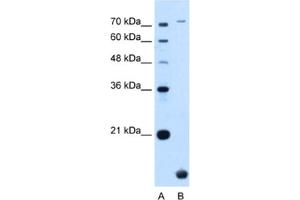 Western Blotting (WB) image for anti-Transmembrane Protein 91 (TMEM91) antibody (ABIN2463996) (TMEM91 抗体)