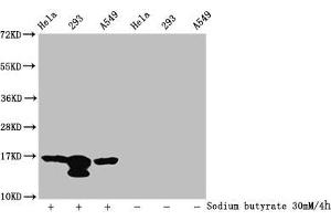 Western Blot Detected samples: Hela whole cell lysate, 293 whole cell lysate, A549 whole cell lysate, Untreated (-) or treated (+) with 30 mM sodium butyrate for 4h All lanes: HIST1H3A antibody at 1:100 Secondary Goat polyclonal to rabbit IgG at 1/50000 dilution Predicted band size: 16 kDa Observed band size: 16 kDa (HIST1H3A 抗体  (acLys37))