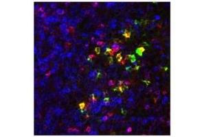 Image no. 2 for anti-Chemokine (C-C Motif) Receptor 9 (CCR9) (AA 3-22) antibody (ABIN1042586) (CCR9 抗体  (AA 3-22))