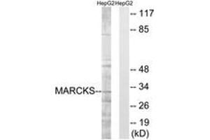 Western blot analysis of extracts from HepG2 cells, treated with LPS 100ng/ml 30', using MARCKS (Ab-163) Antibody. (MARCKS 抗体  (AA 136-185))