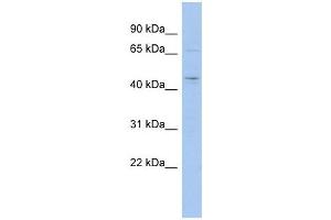 MGC33407 antibody used at 1 ug/ml to detect target protein. (MGC33407 (Middle Region) 抗体)