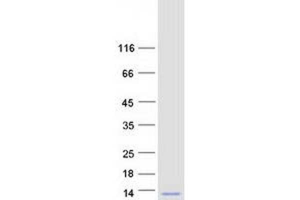 GNGT2 Protein (Myc-DYKDDDDK Tag)