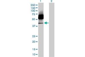 Western Blot analysis of CD33 expression in transfected 293T cell line by CD33 MaxPab polyclonal antibody. (CD33 抗体  (AA 1-364))