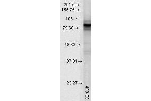 Western Blot analysis of Rat tissue lysate showing detection of Hsp90 protein using Mouse Anti-Hsp90 Monoclonal Antibody, Clone 4F3. (HSP90 抗体  (Atto 390))