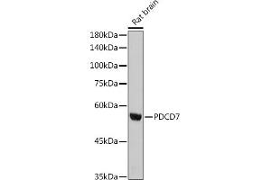 Western blot analysis of extracts of Rat brain, using PDCD7 antibody (ABIN3022039, ABIN3022040, ABIN3022041, ABIN1513274 and ABIN1514421) at 1:1000 dilution. (PDCD7 抗体)