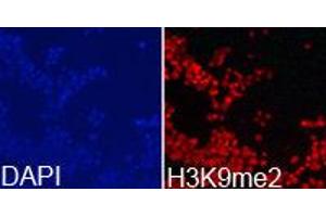 Immunofluorescence (IF) image for anti-Histone 3 (H3) (H3K9me2) antibody (ABIN1872998) (Histone 3 抗体  (H3K9me2))