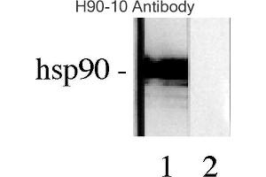 Western blot analysis of Human Lysates showing detection of Hsp90 protein using Mouse Anti-Hsp90 Monoclonal Antibody, Clone H9010 . (HSP90 抗体  (APC))