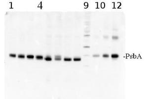 Western Blotting (WB) image for anti-D1 Protein of PSII, (PsbA) (C-Term) antibody (ABIN93523) (D1 Protein of PSII, (PsbA) (C-Term) 抗体)