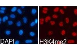 Immunofluorescence (IF) image for anti-Histone 3 (H3) (H3K4me2) antibody (ABIN1872995) (Histone 3 抗体  (H3K4me2))